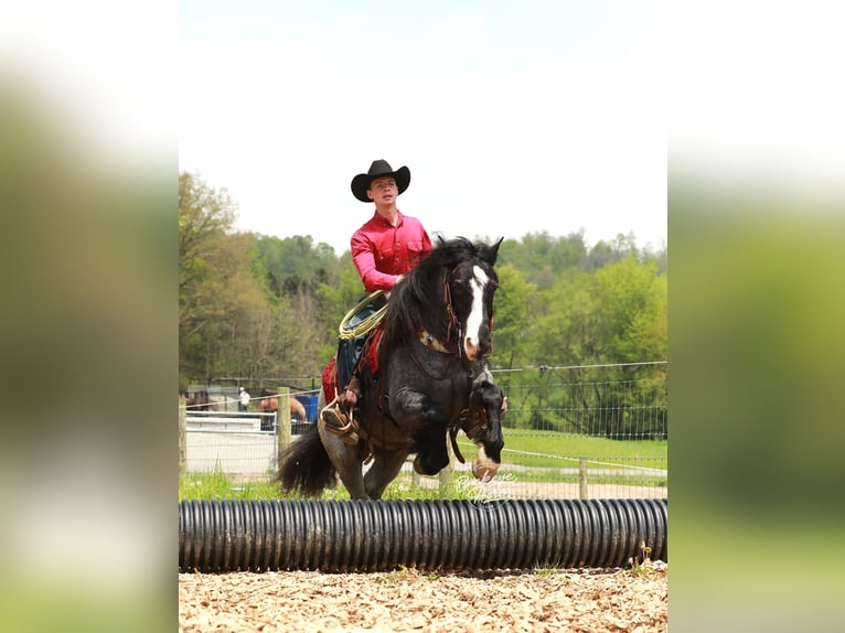 Gypsy Horse Mix Gelding 5 years 14,1 hh Roan-Blue in Millersburg