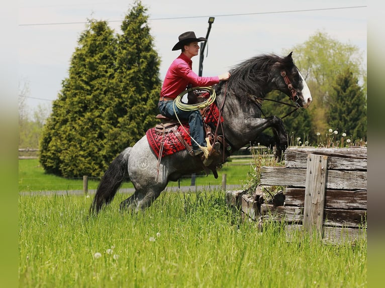 Gypsy Horse Mix Gelding 5 years 14,1 hh Roan-Blue in Millersburg