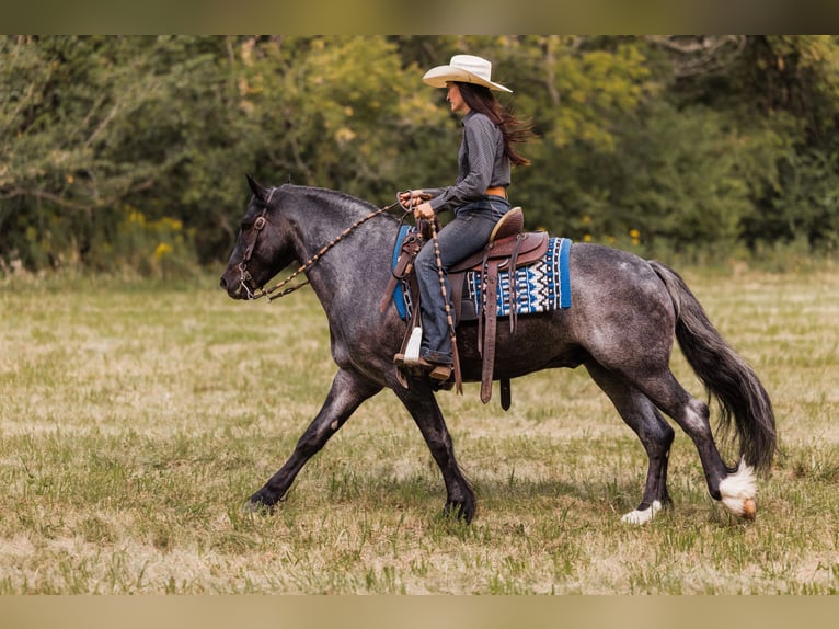 Gypsy Horse Mix Gelding 5 years 14,1 hh Roan-Blue in Ames, IA