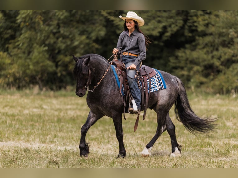 Gypsy Horse Mix Gelding 5 years 14,1 hh Roan-Blue in Ames, IA