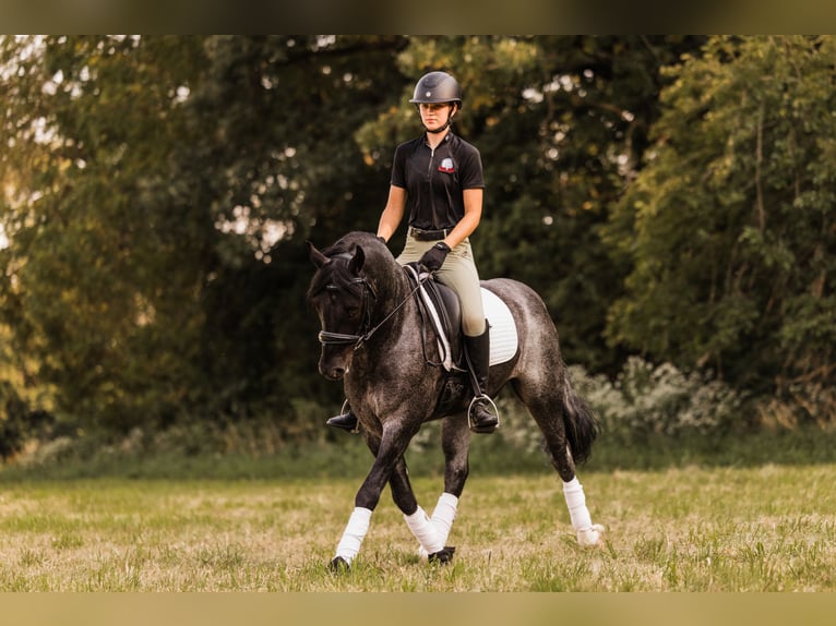 Gypsy Horse Mix Gelding 5 years 14,1 hh Roan-Blue in Ames, IA