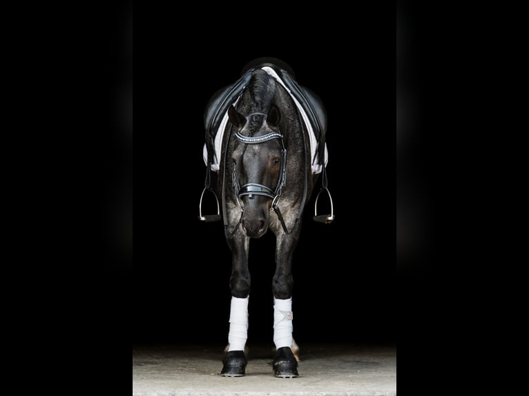 Gypsy Horse Mix Gelding 5 years 14,1 hh Roan-Blue in Ames, IA