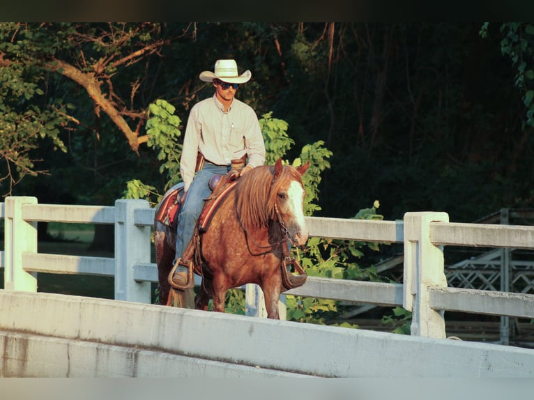 Gypsy Horse Mix Gelding 5 years 14,1 hh in Baxter Springs, KS