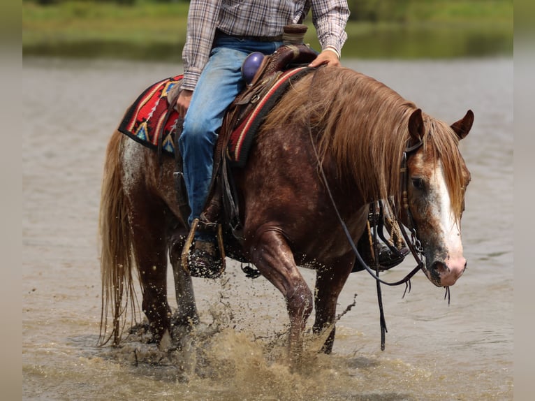 Gypsy Horse Mix Gelding 5 years 14,1 hh in Baxter Springs, KS