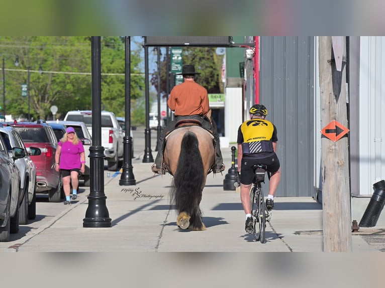 Gypsy Horse Gelding 5 years 14,2 hh Buckskin in Hazleton, IA