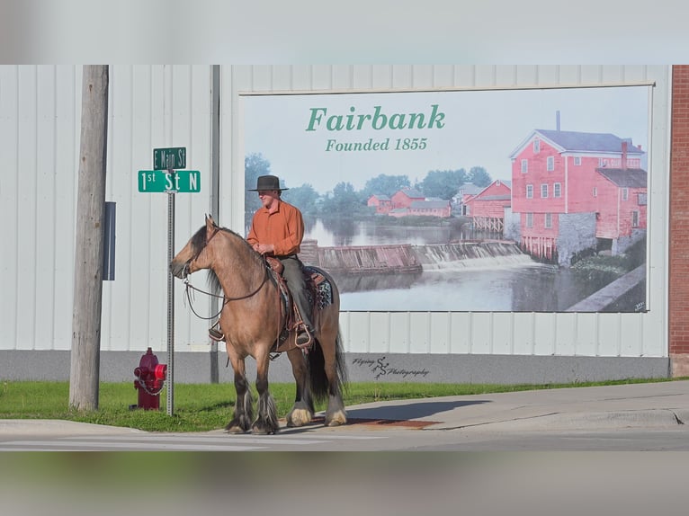 Gypsy Horse Gelding 5 years 14,2 hh Buckskin in Hazleton, IA