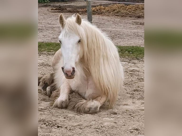 Gypsy Horse Gelding 5 years 14,2 hh Palomino in Kappeln