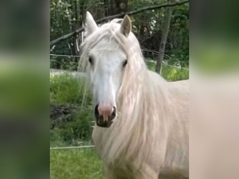 Gypsy Horse Gelding 5 years 14,2 hh Palomino in Kappeln