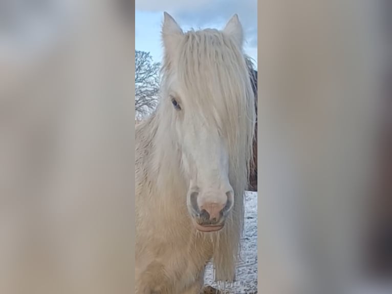 Gypsy Horse Gelding 5 years 14,2 hh Palomino in Kappeln