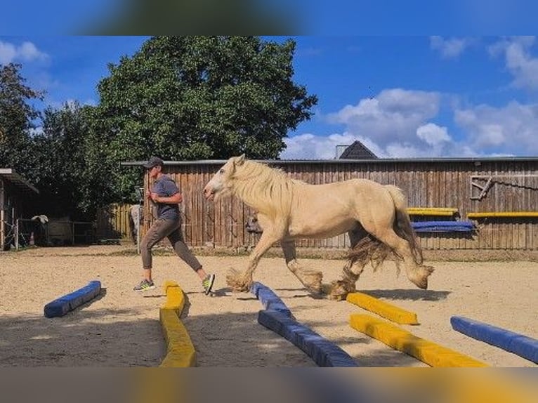 Gypsy Horse Gelding 5 years 14,2 hh Palomino in Kappeln