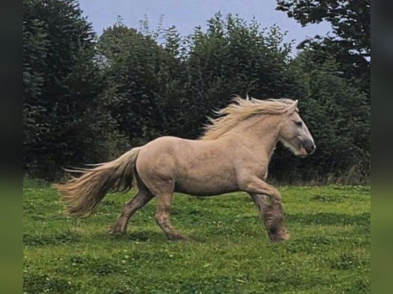 Gypsy Horse Gelding 5 years 14,2 hh Palomino in Kappeln