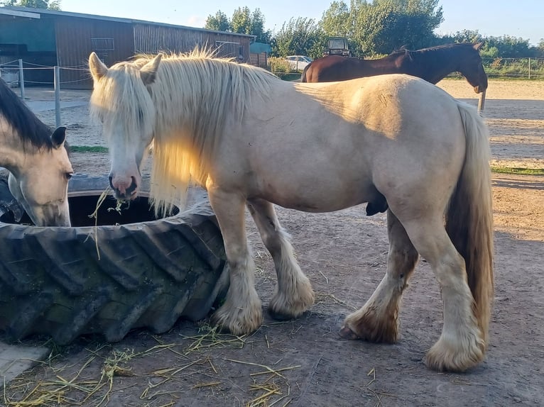 Gypsy Horse Gelding 5 years 14,2 hh Palomino in Kappeln