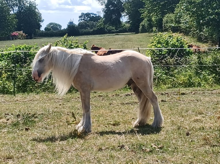 Gypsy Horse Gelding 5 years 14,2 hh Palomino in Kappeln