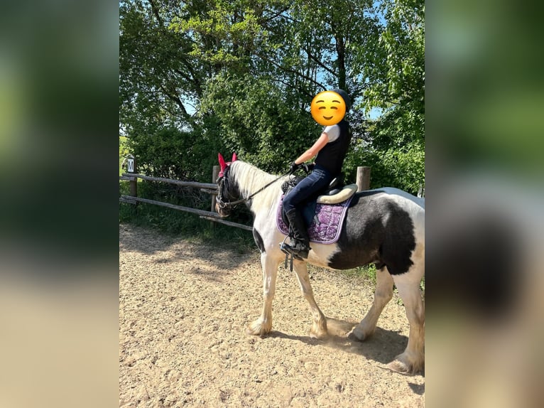 Gypsy Horse Mix Gelding 5 years 14,2 hh Pinto in Paunzhausen Gypsy Horse Mix Gelding 5 years 14,2 hh Pinto in Paunzhausen
