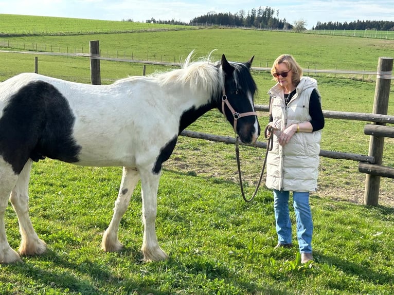Gypsy Horse Mix Gelding 5 years 14,2 hh Pinto in Paunzhausen Gypsy Horse Mix Gelding 5 years 14,2 hh Pinto in Paunzhausen