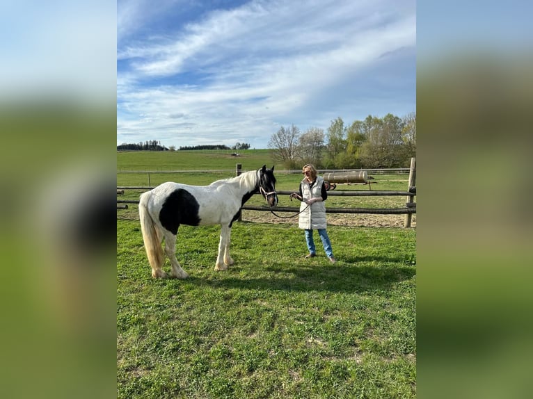 Gypsy Horse Mix Gelding 5 years 14,2 hh Pinto in Paunzhausen Gypsy Horse Mix Gelding 5 years 14,2 hh Pinto in Paunzhausen