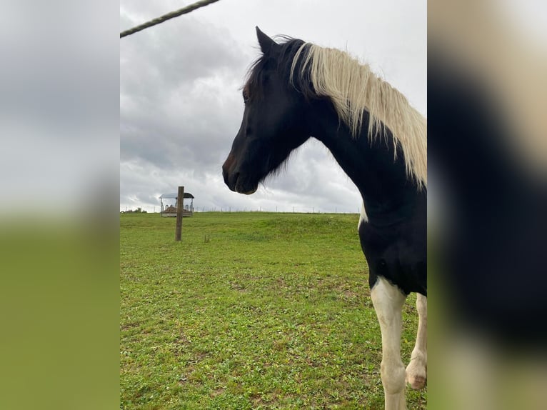 Gypsy Horse Mix Gelding 5 years 14,2 hh Pinto in Paunzhausen Gypsy Horse Mix Gelding 5 years 14,2 hh Pinto in Paunzhausen