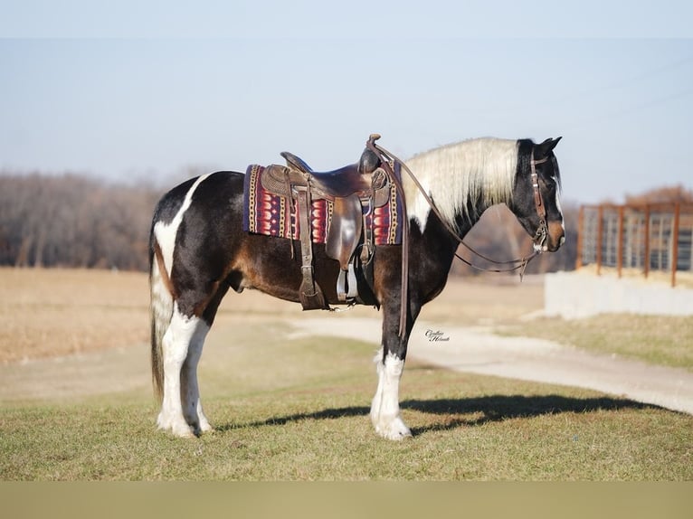 Gypsy Horse Mix Gelding 5 years 14,2 hh Pinto in Fairbank