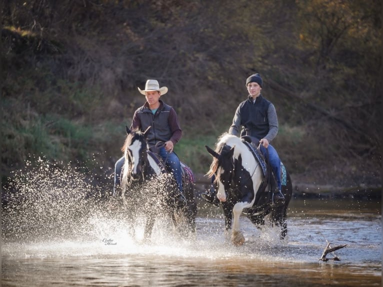 Gypsy Horse Mix Gelding 5 years 14,2 hh Pinto in Fairbank
