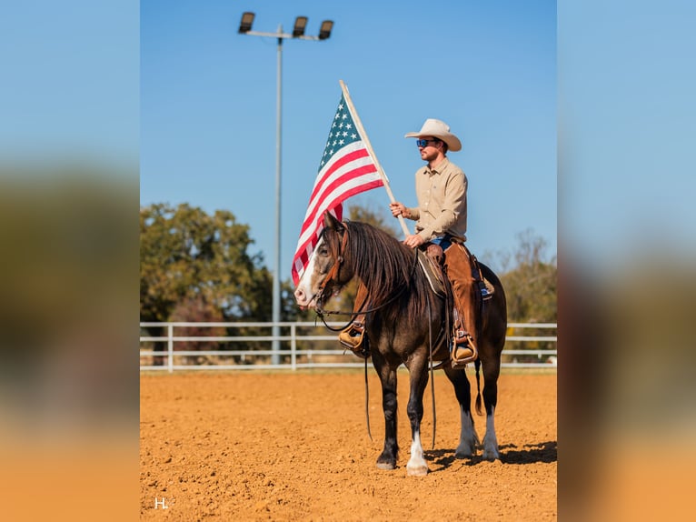 Gypsy Horse Mix Gelding 5 years 14,3 hh Buckskin in Weatherford