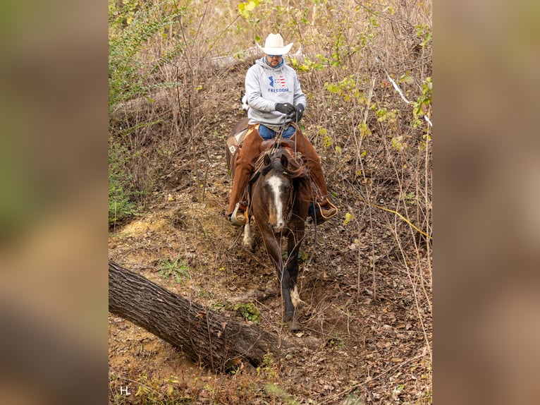 Gypsy Horse Mix Gelding 5 years 14,3 hh Buckskin in Weatherford