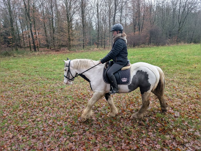 Gypsy Horse Gelding 5 years 14,3 hh Pinto in Morsbach