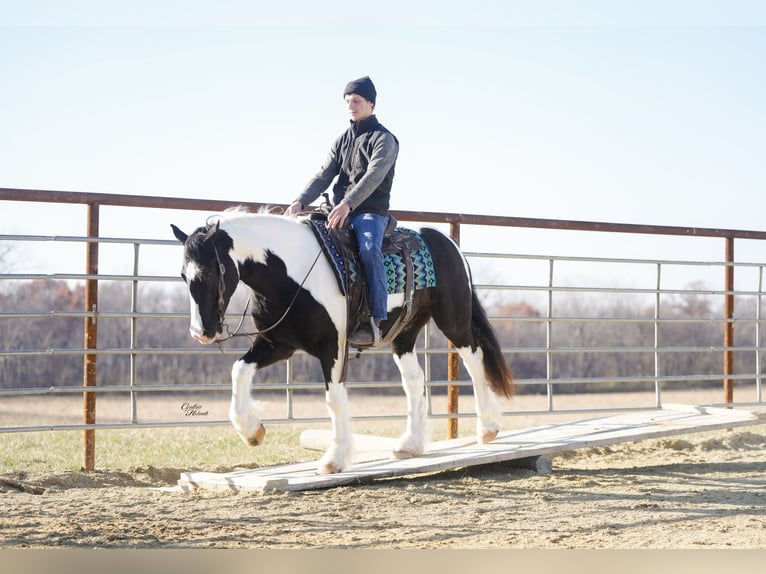 Gypsy Horse Mix Gelding 5 years 14,3 hh Pinto in Fairbank
