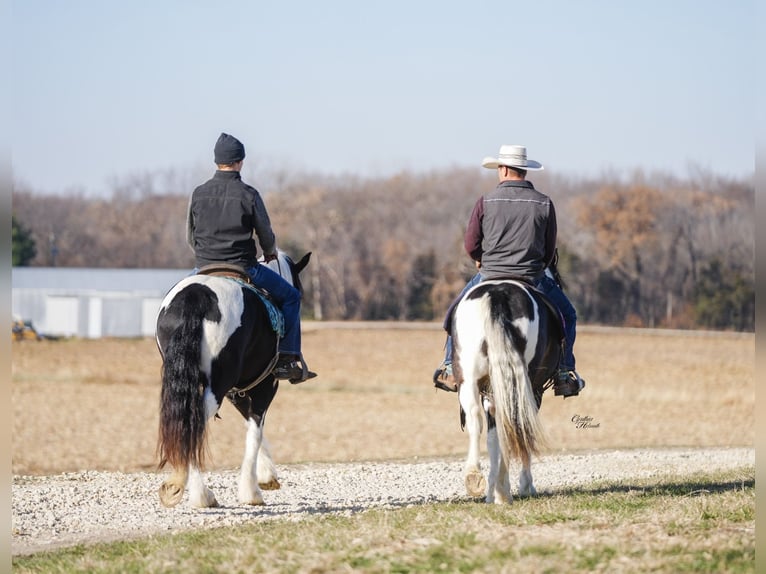 Gypsy Horse Mix Gelding 5 years 14,3 hh Pinto in Fairbank