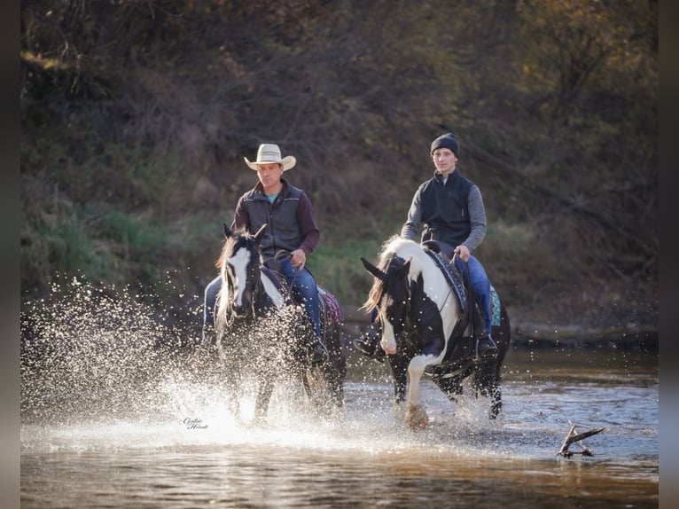 Gypsy Horse Mix Gelding 5 years 14,3 hh Pinto in Fairbank