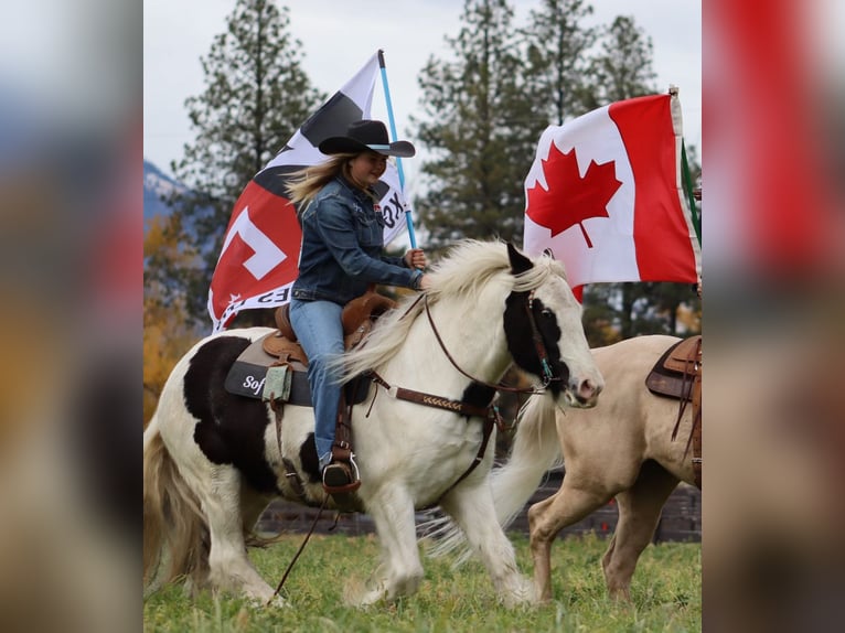 Gypsy Horse Gelding 5 years 14,3 hh in Wendell, ID