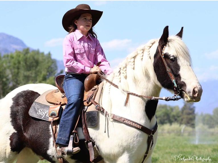 Gypsy Horse Gelding 5 years 14,3 hh in Wendell, ID