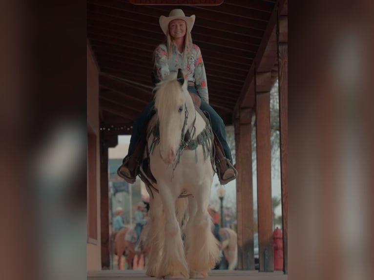 Gypsy Horse Gelding 5 years 14,3 hh in Wendell, ID