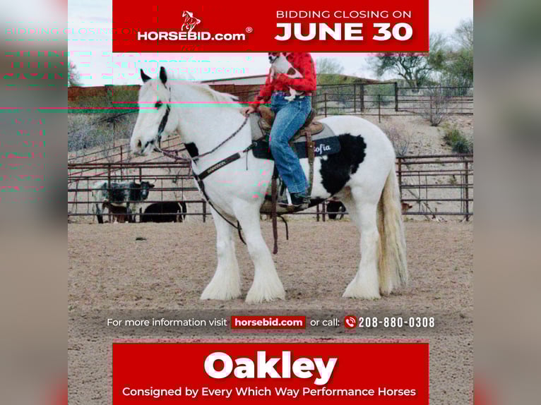 Gypsy Horse Gelding 5 years 14,3 hh in Wendell, ID