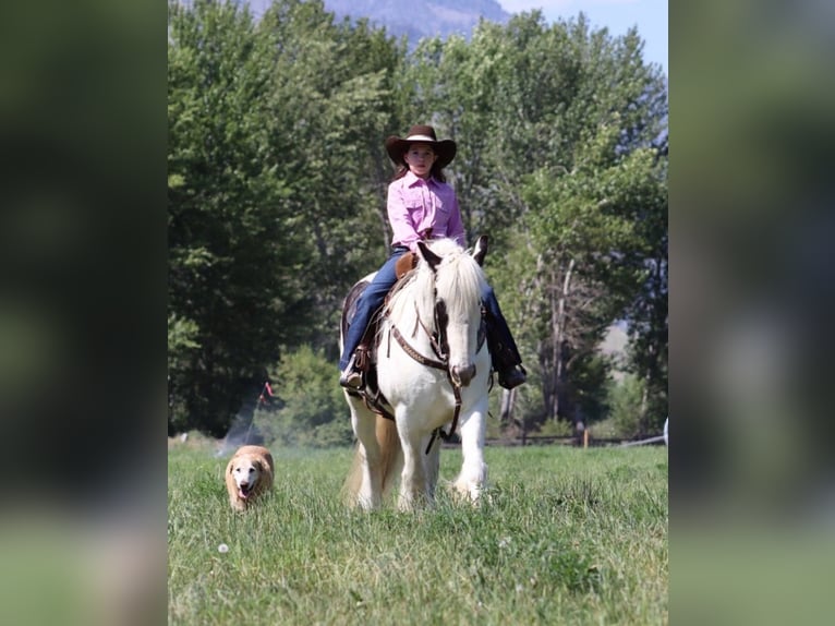 Gypsy Horse Gelding 5 years 14,3 hh in Wendell, ID
