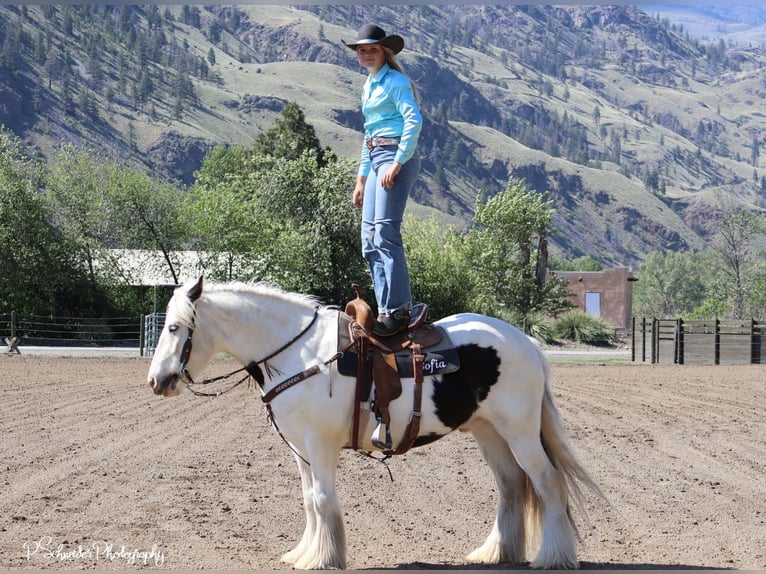 Gypsy Horse Gelding 5 years 14,3 hh in Wendell, ID