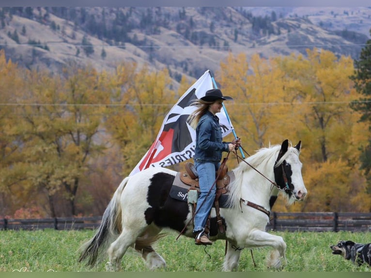 Gypsy Horse Gelding 5 years 14,3 hh in Wendell, ID