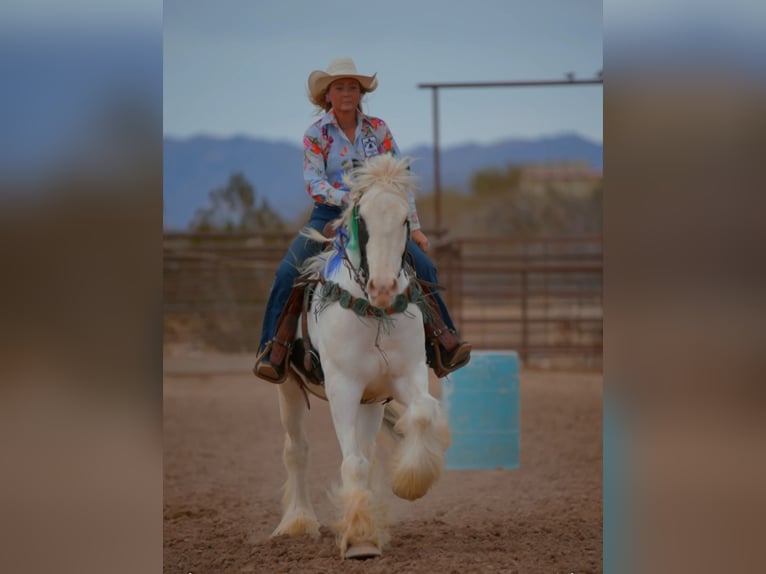 Gypsy Horse Gelding 5 years 14,3 hh in Wendell, ID