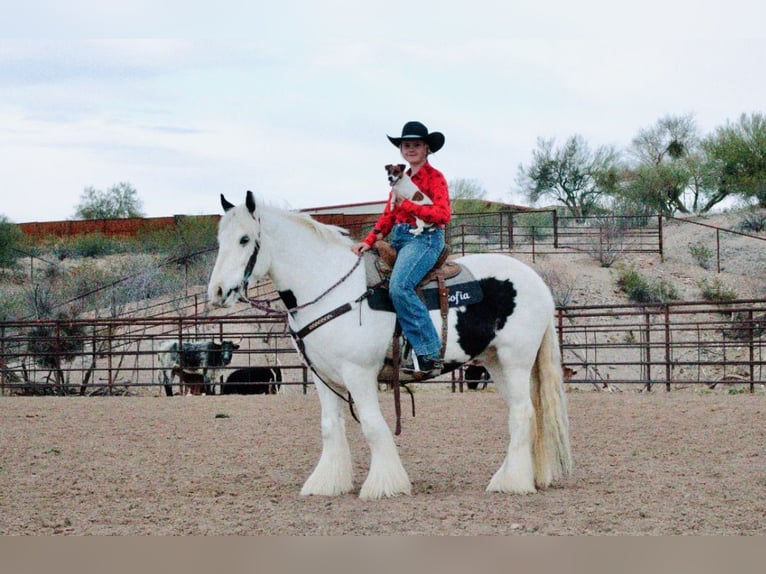 Gypsy Horse Gelding 5 years 14,3 hh in Wendell, ID