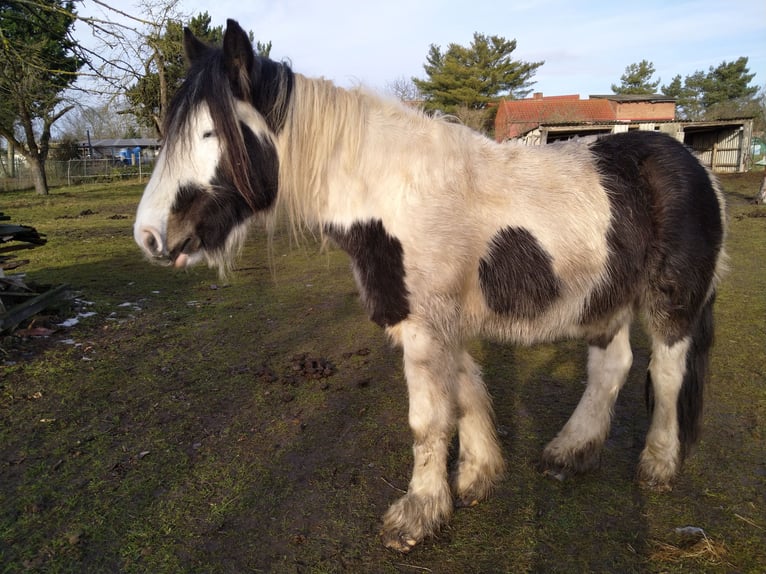 Gypsy Horse Gelding 5 years 15.1 hh  in Elbe-Parey