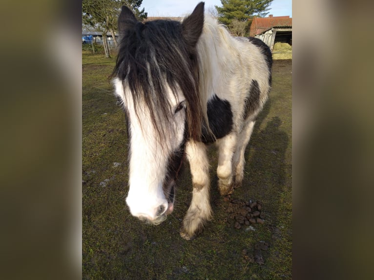 Gypsy Horse Gelding 5 years 15.1 hh  in Elbe-Parey
