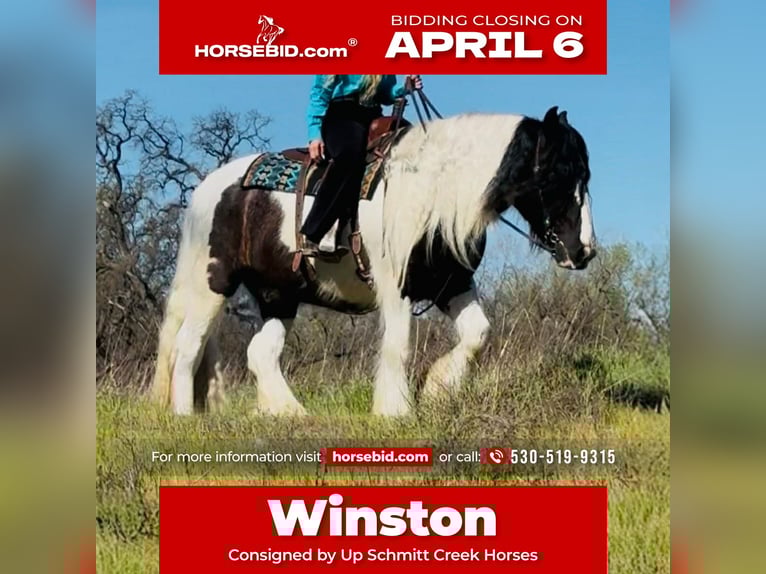 Gypsy Horse Gelding 5 years 15.1 hh Pinto in Gerber