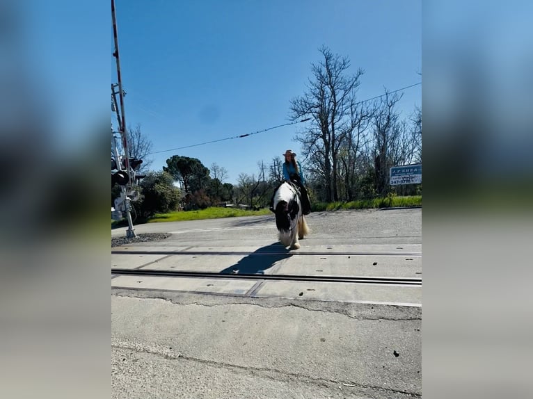 Gypsy Horse Gelding 5 years 15.1 hh Pinto in Gerber