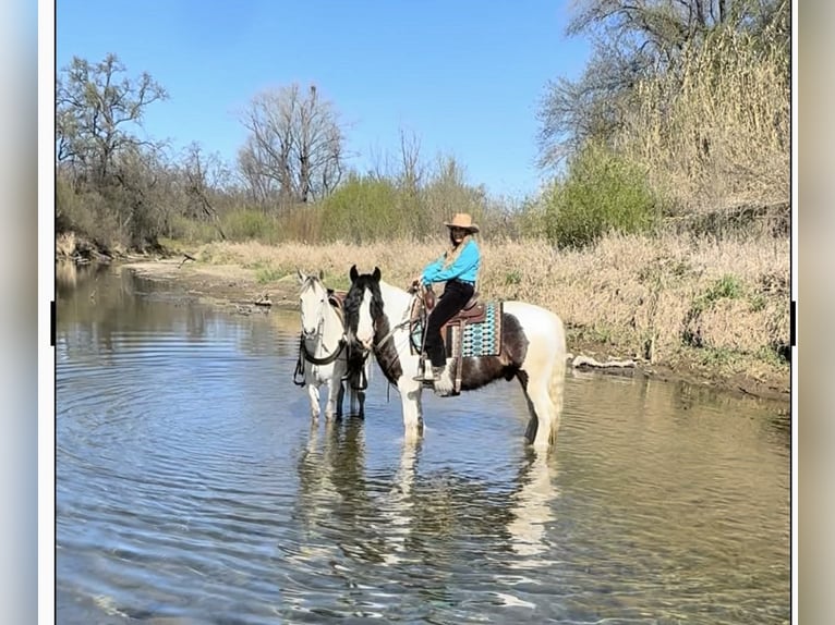 Gypsy Horse Gelding 5 years 15.1 hh Pinto in Gerber