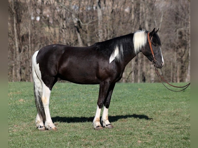 Gypsy Horse Gelding 5 years 15,1 hh Tobiano-all-colors in Parkers Lake KY