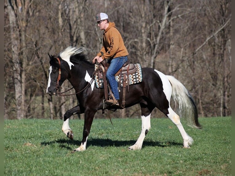 Gypsy Horse Gelding 5 years 15,1 hh Tobiano-all-colors in Parkers Lake KY