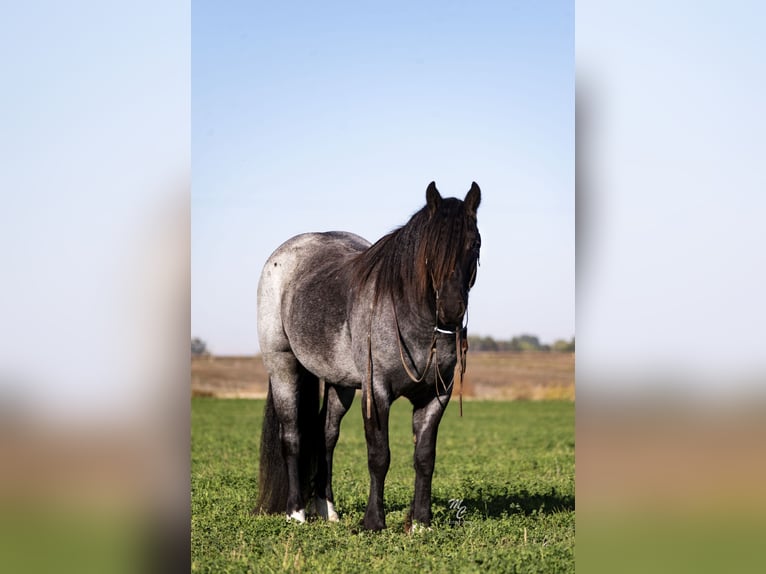 Gypsy Horse Gelding 5 years 15,2 hh Roan-Blue in Caldwell, ID
