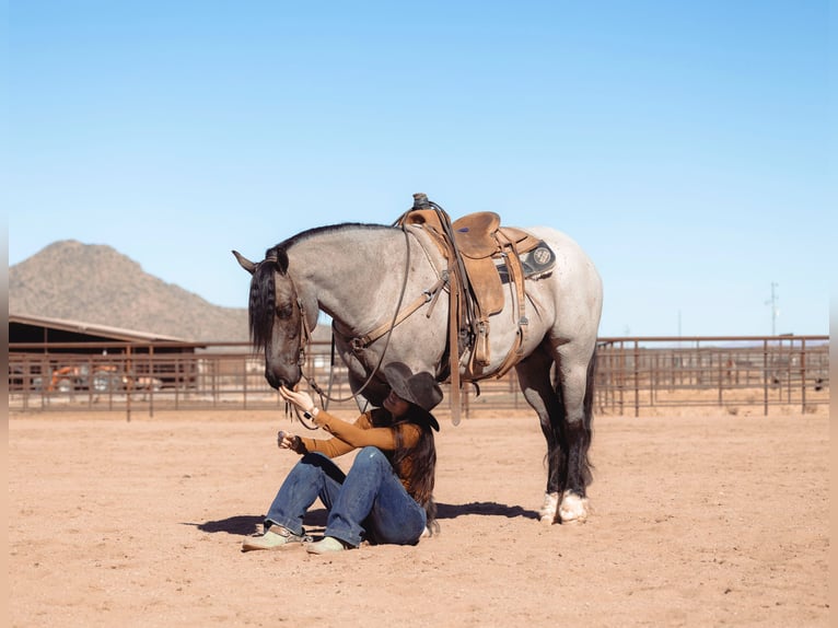 Gypsy Horse Gelding 5 years 15,2 hh Roan-Blue in Caldwell, ID