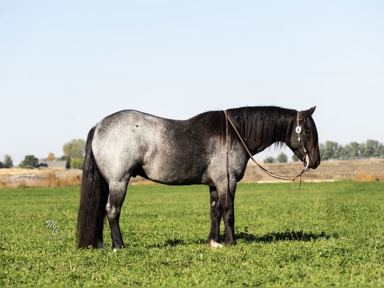 Gypsy Horse Gelding 5 years 15,2 hh Roan-Blue in Caldwell, ID