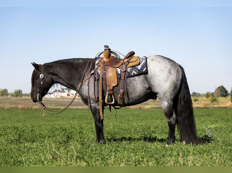 Gypsy Horse Gelding 5 years 15,2 hh Roan-Blue in Caldwell, ID