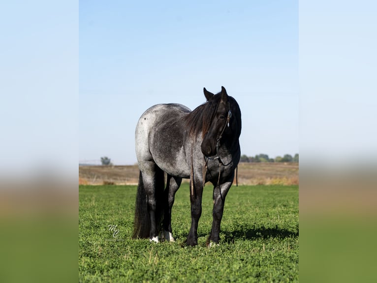 Gypsy Horse Gelding 5 years 15,2 hh Roan-Blue in Caldwell, ID